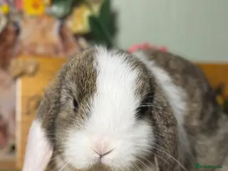 Mini Lop rabbits for sale: Gorgeous *vaccinated* pure mini lop babies - Advert 2
