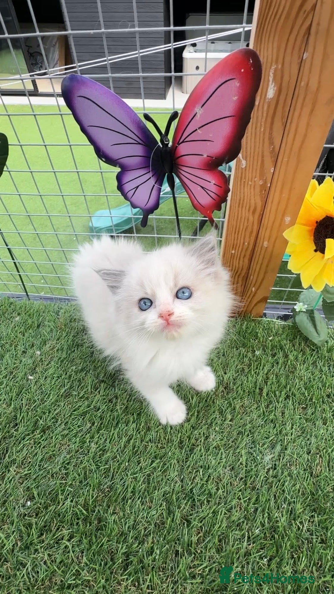Ragdoll cats Full breed Ragdoll kittens  - Advert 15