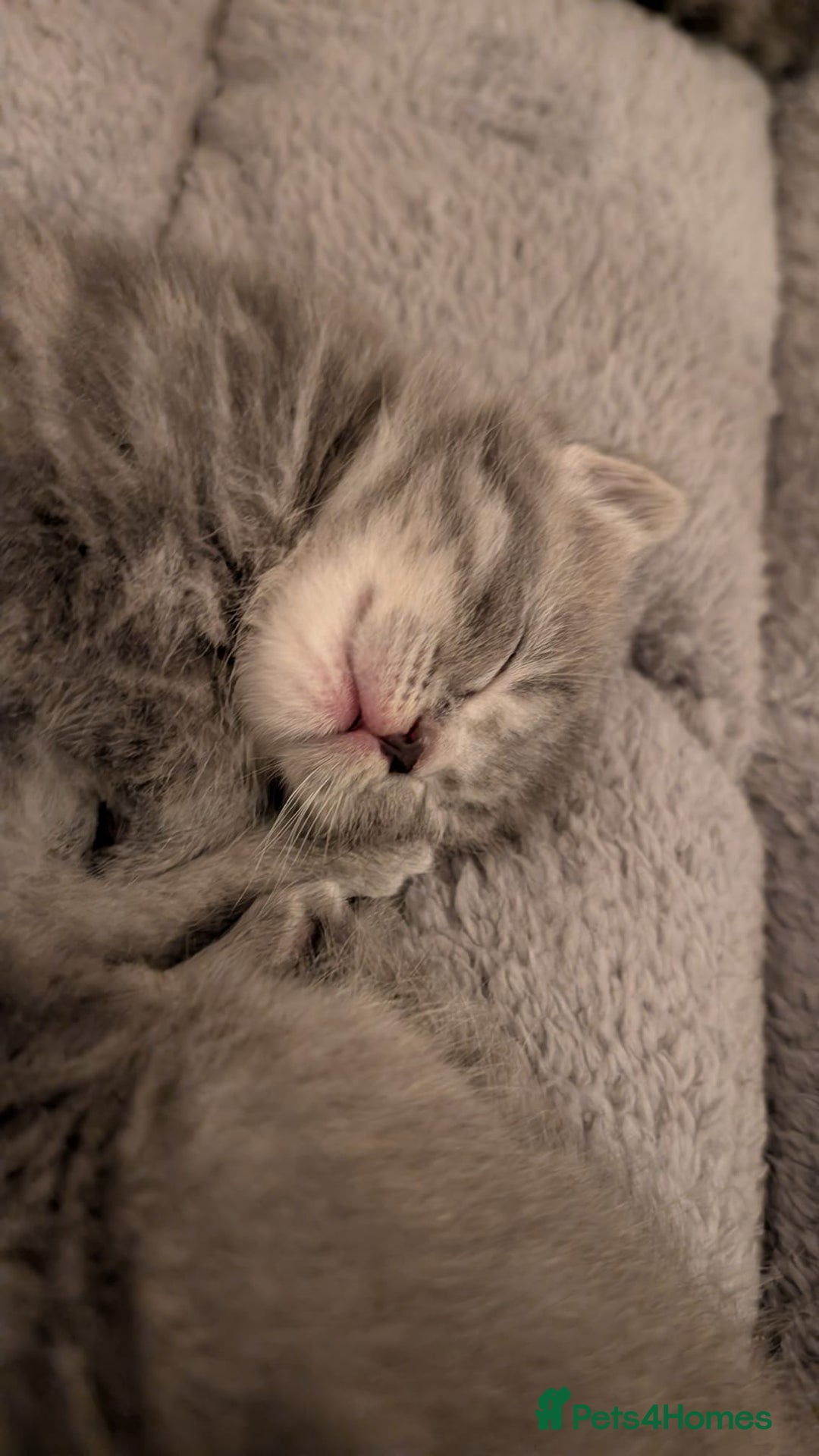 Mixed Breed cats for sale: Beautiful grey silver tabby kittens, ragdoll X Mum - Advert 32
