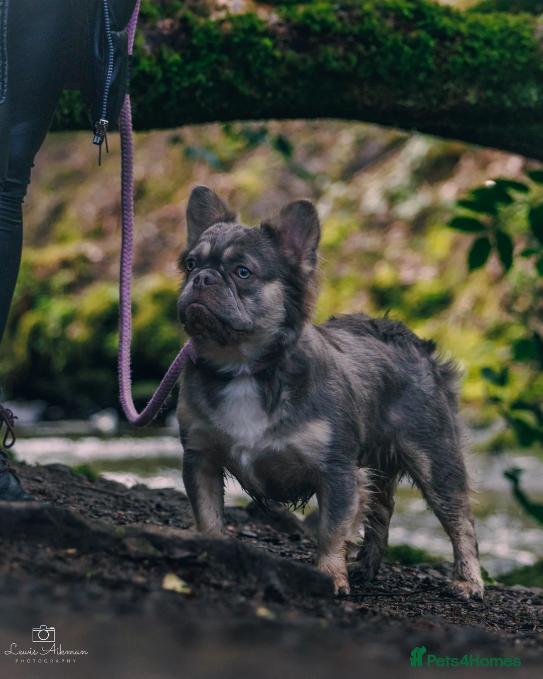 French Bulldog dogs for stud: french bulldog fluffy stud  in Glasgow - Advert 4