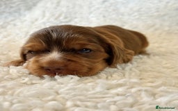 Cocker Spaniel dogs for sale: Full Health Tests KC Reg Showline Cocker Spaniels - Image 16