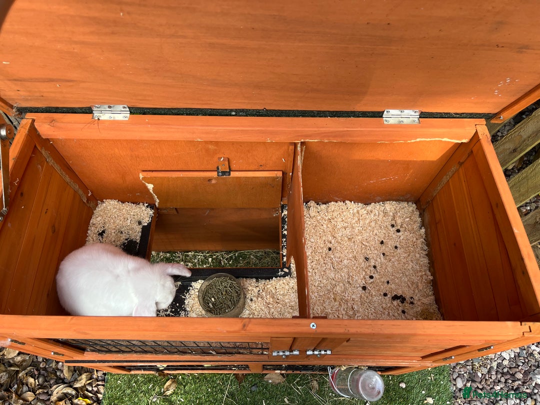 French Lop rabbits for sale: French lop bunny and hutch - Image 11