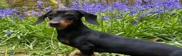 Miniature Dachshund dogs for sale: Our mini dachshund litter has arrived in Cheltenham - Advert 1