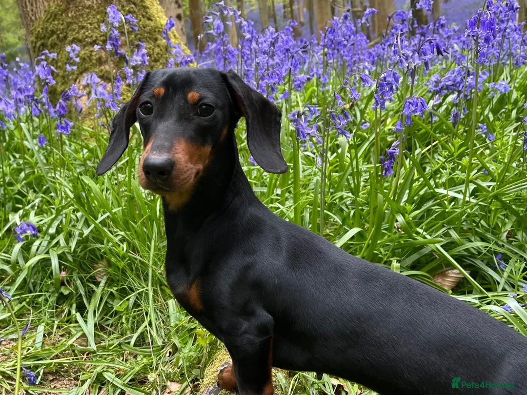 Miniature Dachshund dogs for sale: Our mini dachshund litter has arrived in Cheltenham - Advert 1