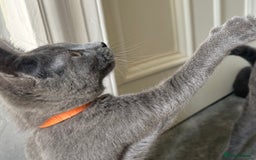Russian Blue cats for sale: Russian Blue Kitten - Image 26