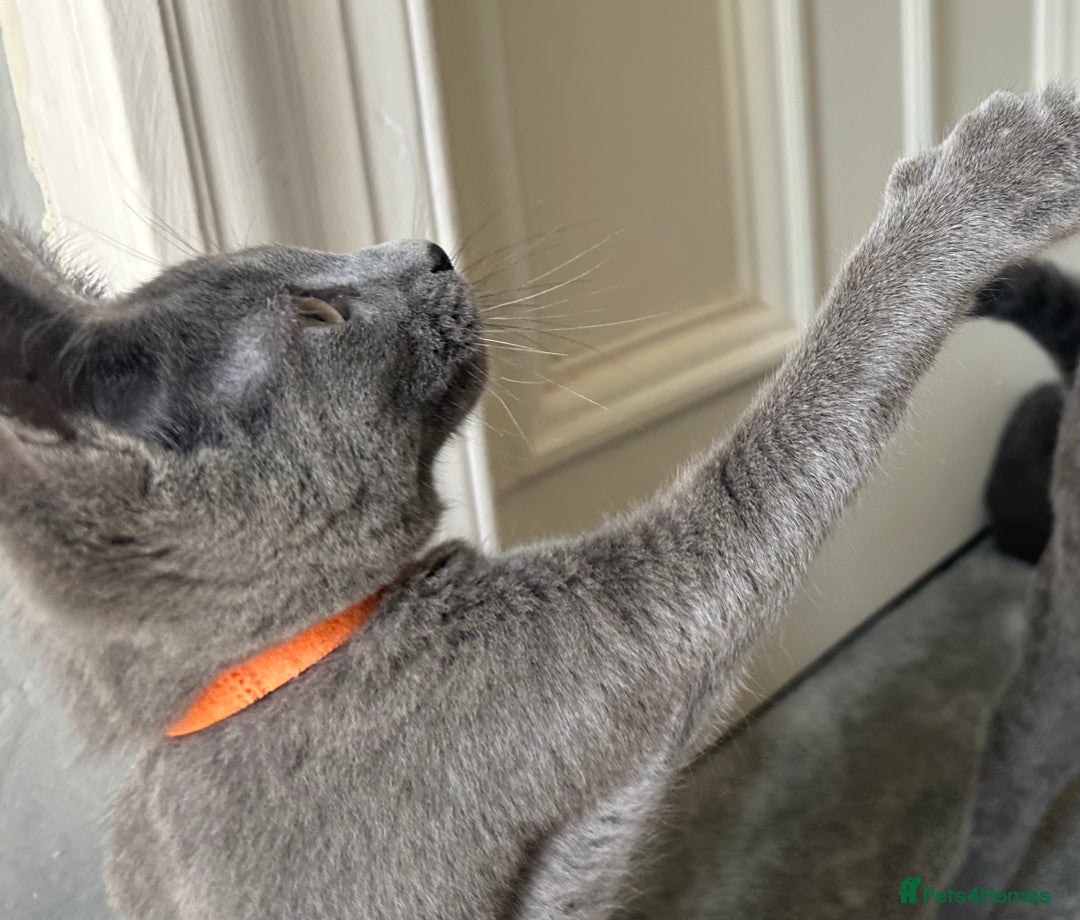 Russian Blue cats for sale: Russian Blue Kitten - Image 26