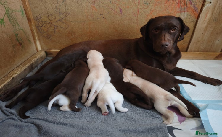 Labrador Retriever dogs - Advert 8