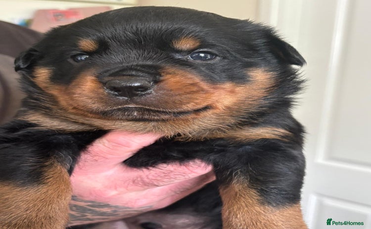 Rottweiler dogs - Advert 1