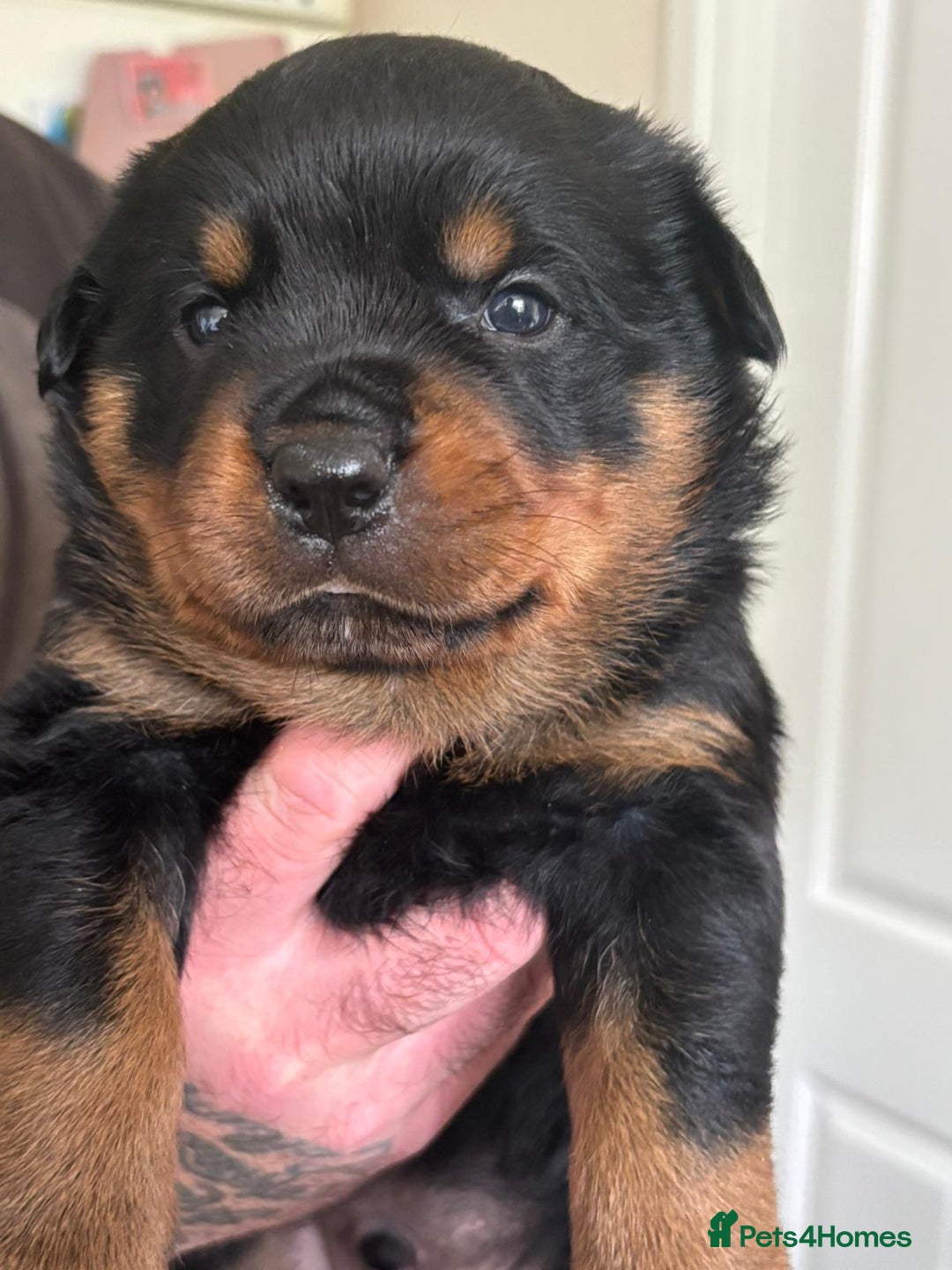 Rottweiler dogs for sale: Kc rottweiler puppies  - Image 1