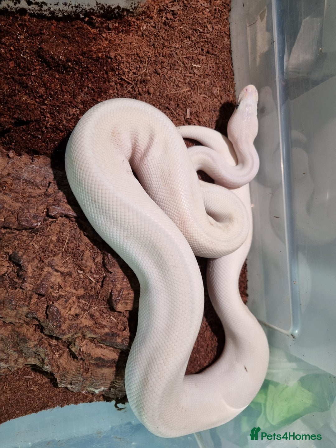 Python Snake reptiles for sale: Breeding trio of royal pythons - Image 15