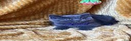 Mixed Breed cats for sale: 🏆GCCF Elizabeth (Ragdoll) x Toras (BSH) kittens🐾 - Advert 15
