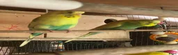 Budgerigars birds for sale: Birds in Leicester - Advert 4