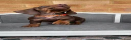 Miniature Dachshund dogs for sale: Beautiful Miniature Dachshund Puppies - Advert 10