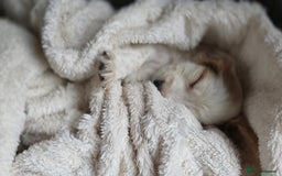 Cocker Spaniel dogs for sale: Rare colour puppies 🐶  - Image 11