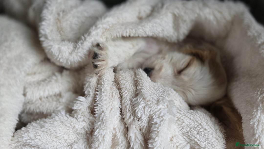 Cocker Spaniel dogs for sale: Rare colour puppies 🐶  - Image 11