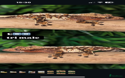 Gecko reptiles for sale: CRESTED GECKOS - Image 7