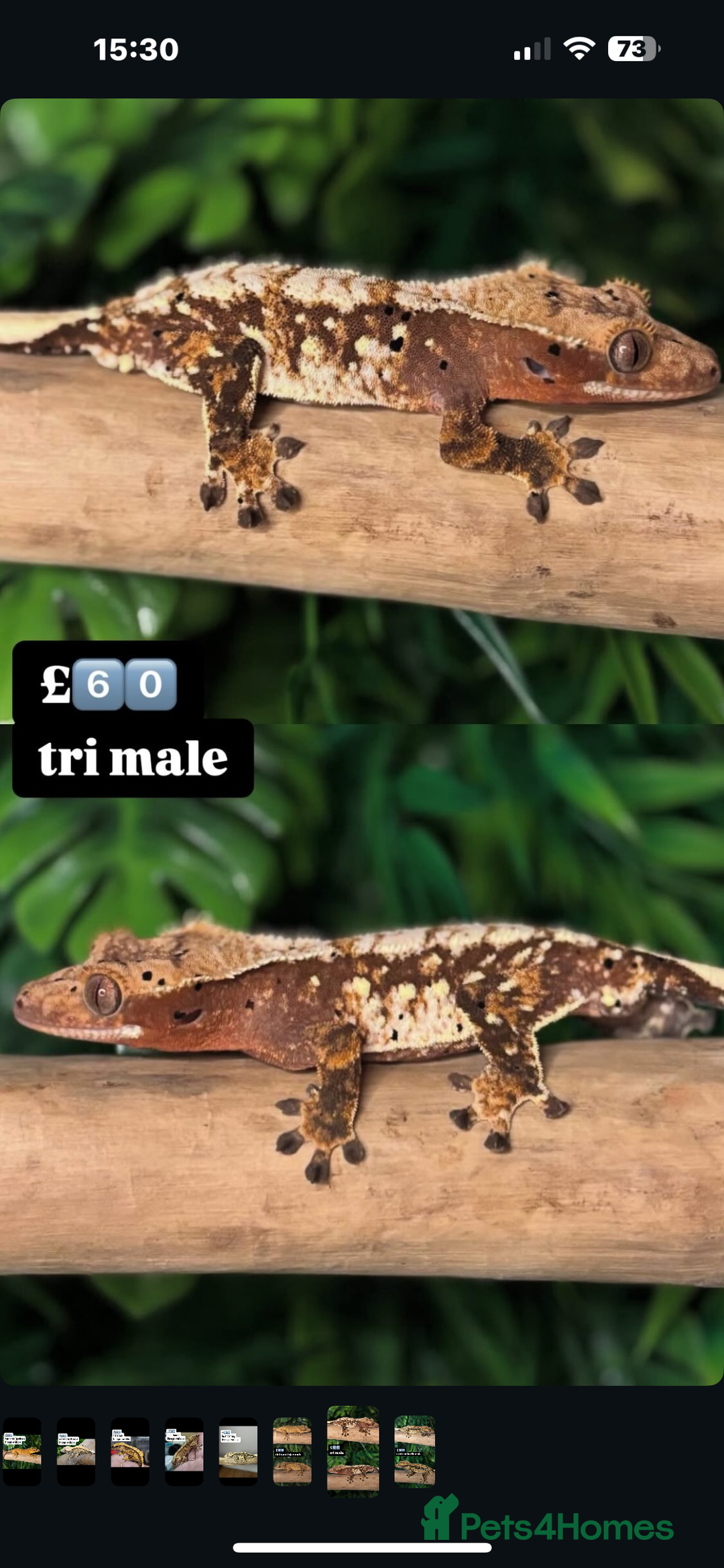 Gecko reptiles for sale: CRESTED GECKOS - Image 7