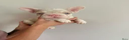 French Bulldog dogs for sale: French bulldogs  - Advert 20