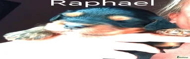 Cockapoo 3