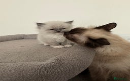 Ragdoll cats for sale: Full Pedigree beautiful Ragdoll kittens - Image 13
