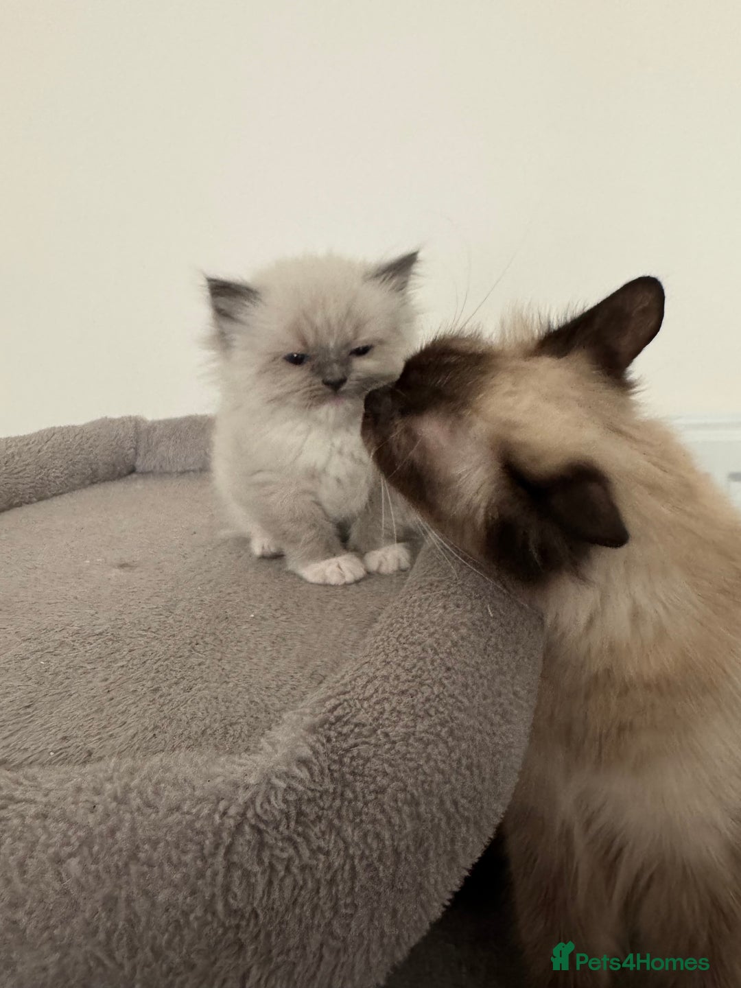 Ragdoll cats for sale: Full Pedigree beautiful Ragdoll kittens - Image 13