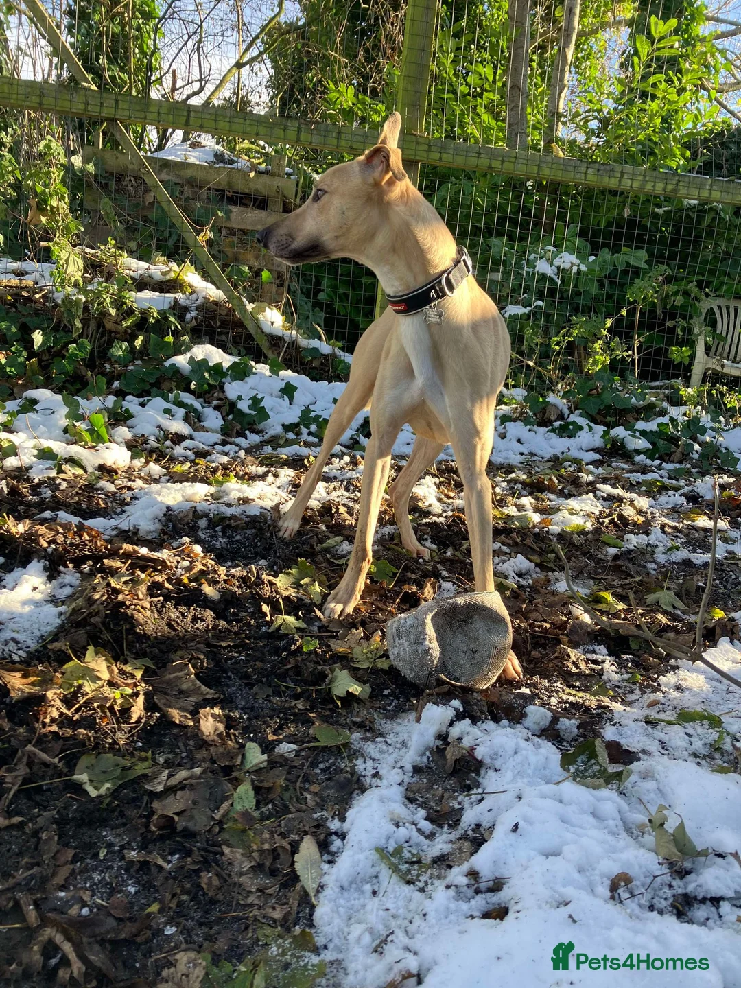 Lurcher dogs for adoption: BULLET, young bull-lurcher in rescue in Halifax - Advert 4