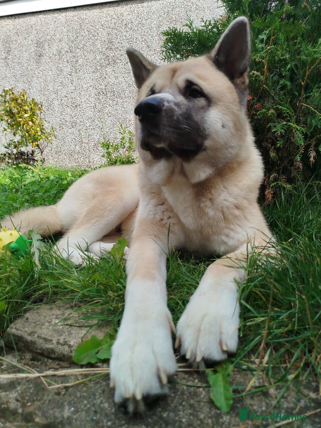 Akita dogs for stud: Male Akita for stud in Caerphilly/Cardiff  in Caerphilly - Image 3