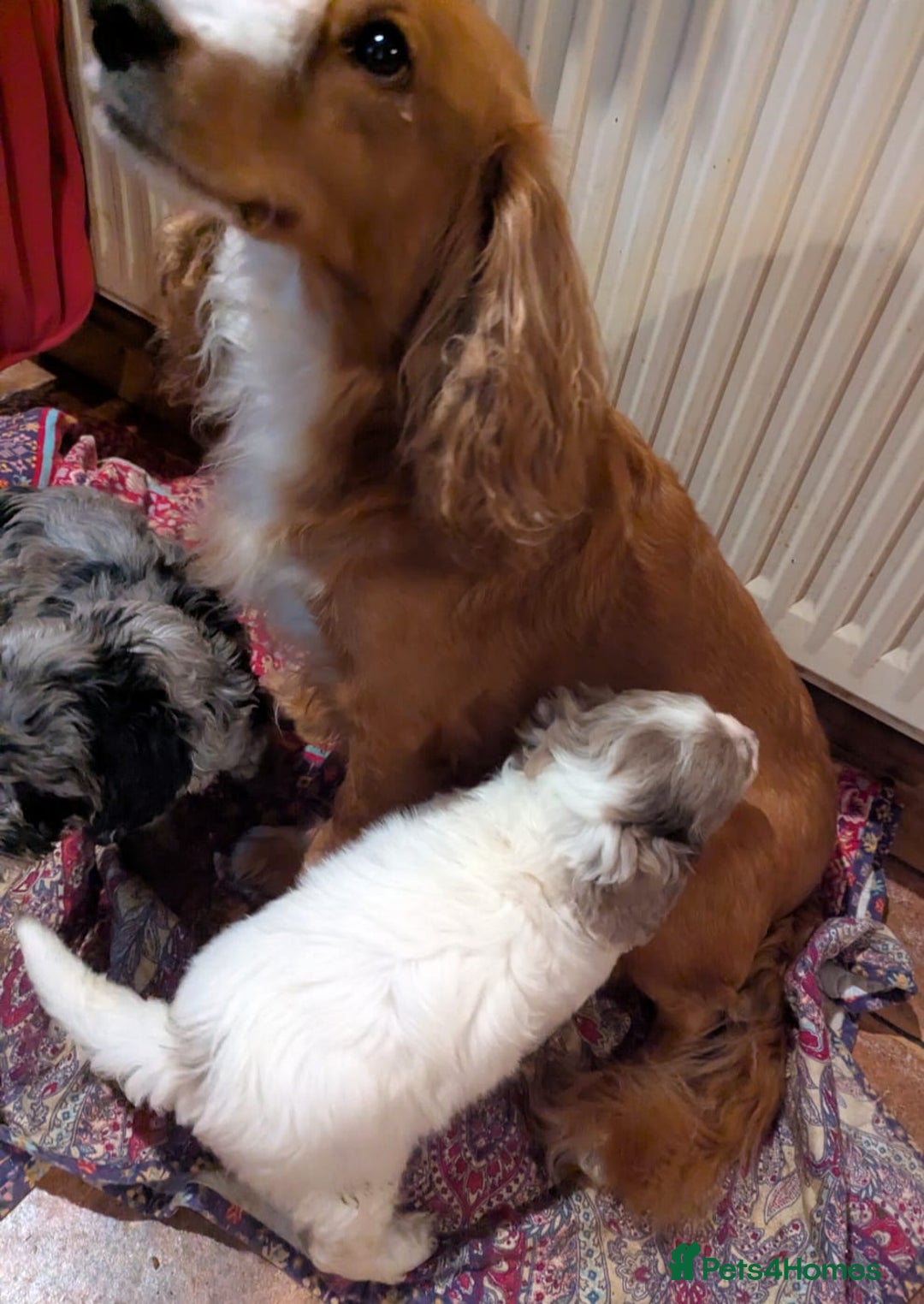 Cockapoo dogs for sale: Beautiful F1b cockapoo puppies - Advert 14