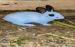 English Spot rabbits for sale: Baby English spot rabbits  - Image 2
