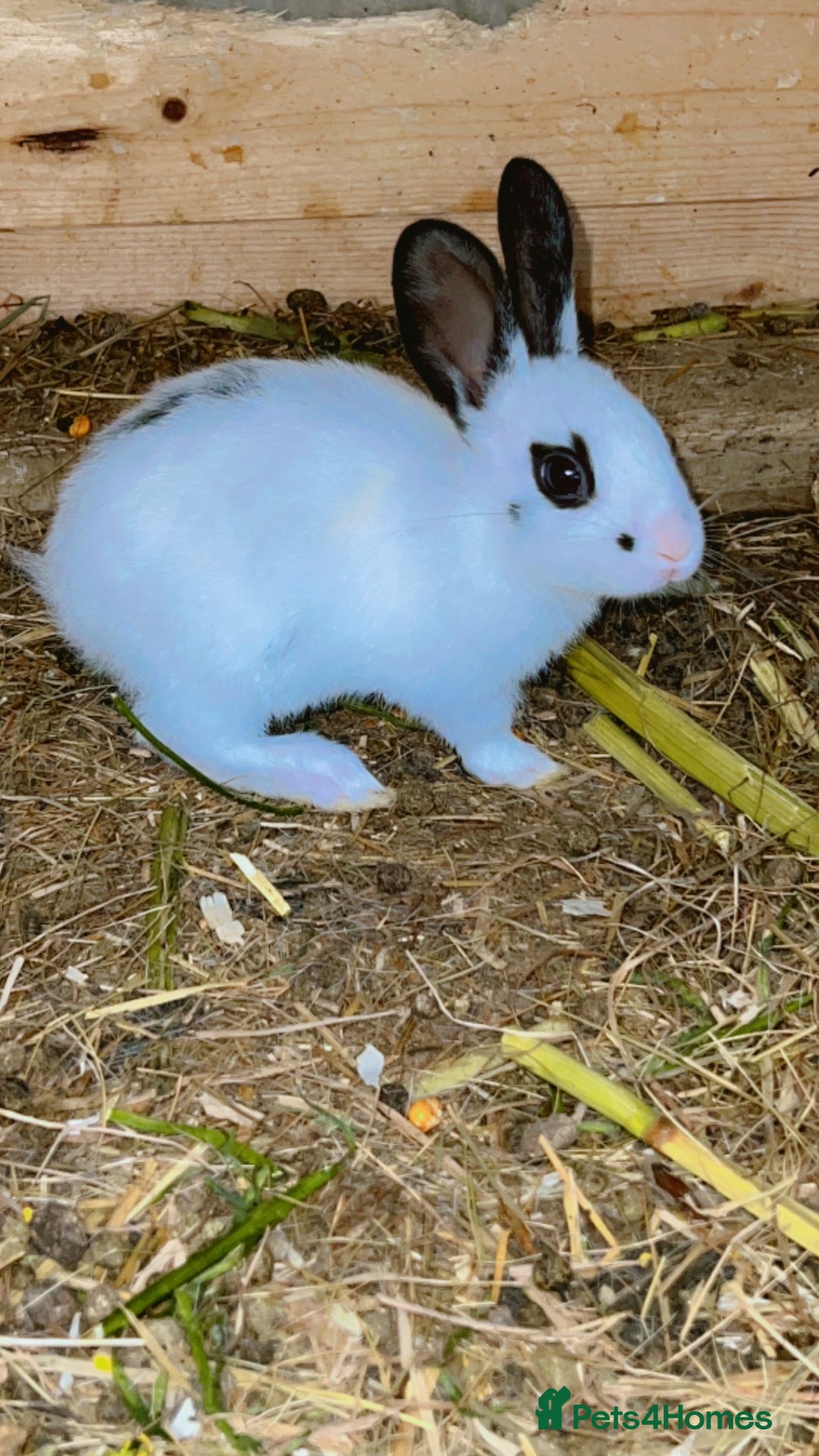 English Spot rabbits for sale: Baby English spot rabbits  - Image 2