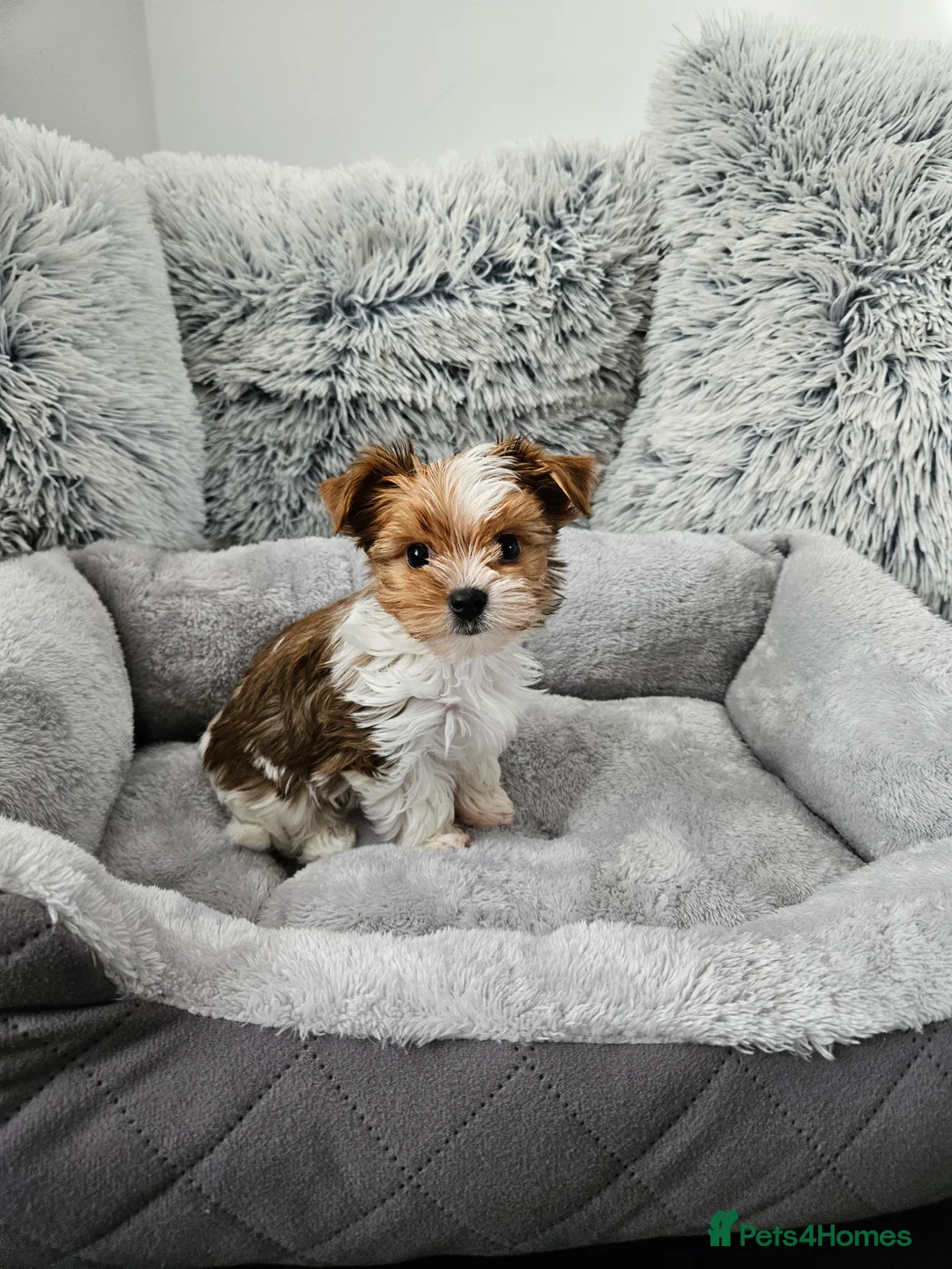 Biewer Terrier dogs for sale: Biewer Yorkshire Terier - Advert 11