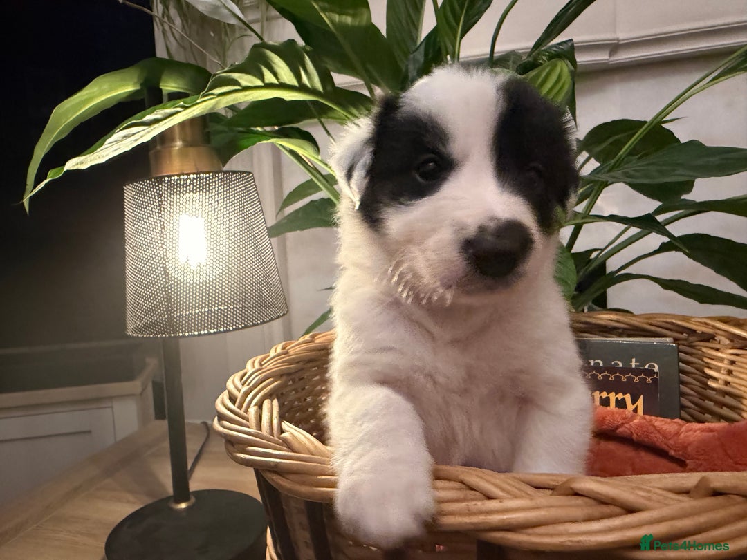 Border Collie dogs for sale: Pure Breed Boarder Collie Pups - Image 23
