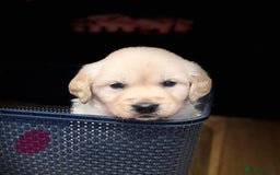Golden Retriever dogs for sale: Beautiful KC reg Fluffy Golden Retriever Puppies - Image 7