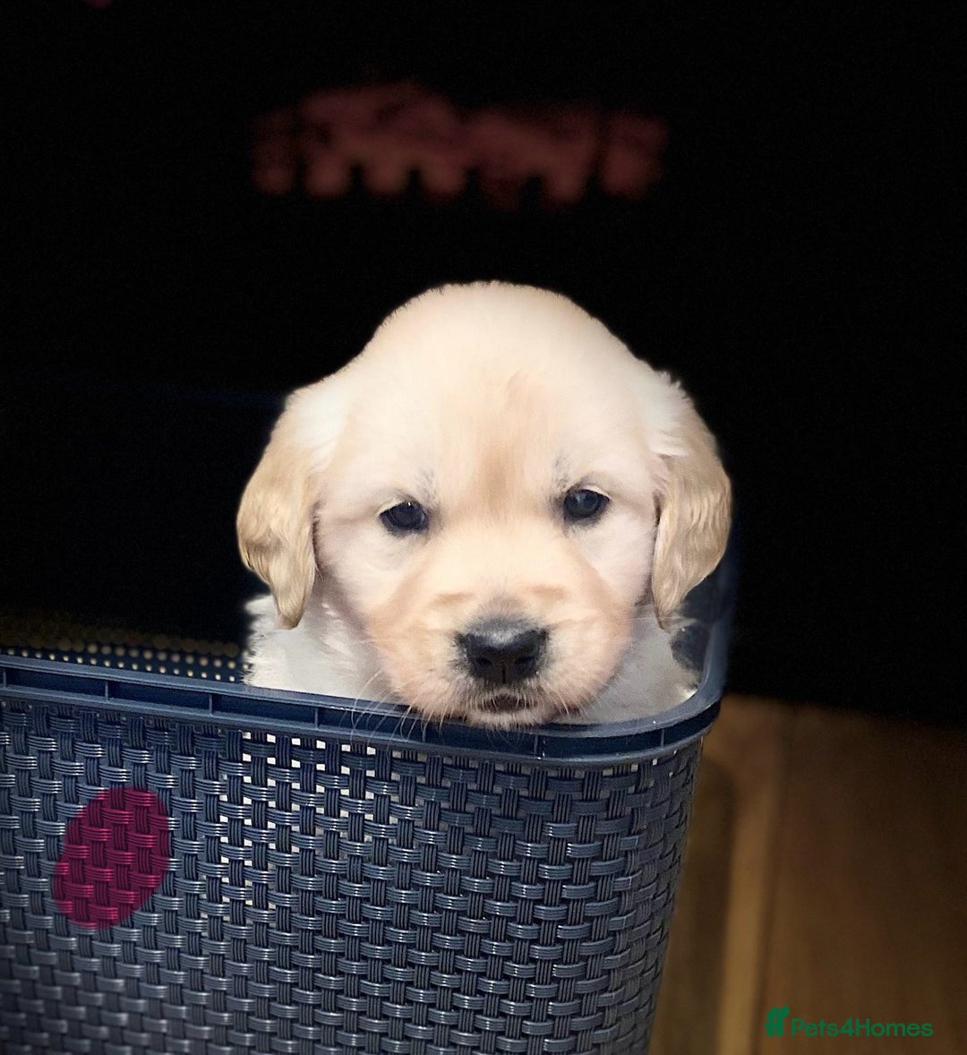 Golden Retriever dogs for sale: Beautiful KC reg Fluffy Golden Retriever Puppies - Image 7