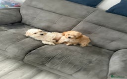 Maltipoo dogs for sale: Maltipoo  - Image 5