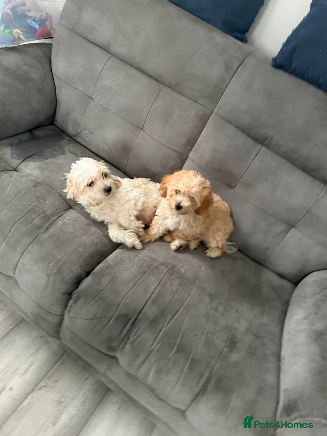 Maltipoo dogs for sale: Maltipoo  - Image 5