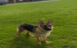 German Shepherd dogs for sale: German Shepard girl  - Image 4