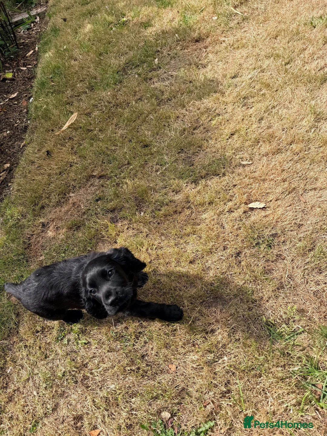 Cocker Spaniel dogs for sale: Last boy looking for his forever home  - Advert 5