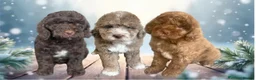 Cockapoo dogs for stud: Blue Merle Cockapoo for stud - proven - Advert 14