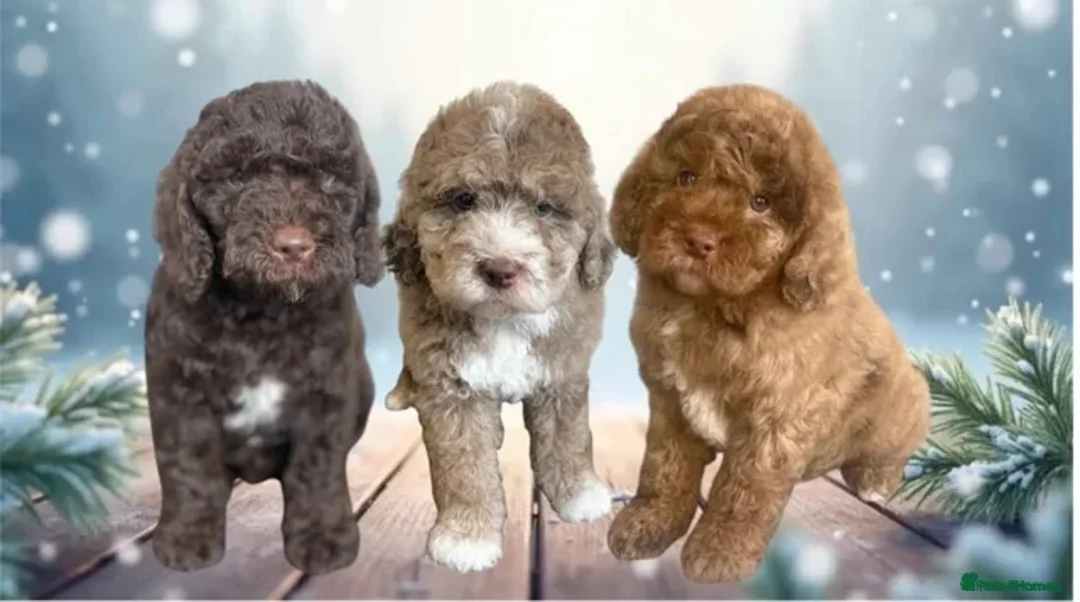 Cockapoo dogs for stud: Blue Merle Cockapoo for stud - proven - Advert 14