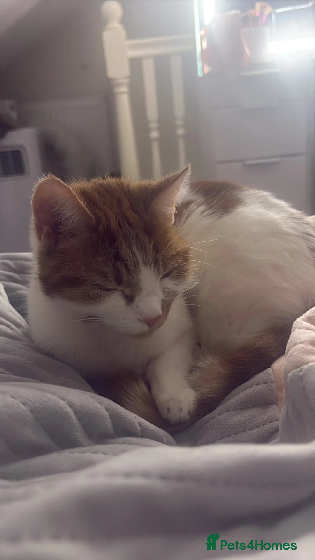 Mixed Breed cats for sale: sweet cat ready for new home in Birmingham - Advert 2