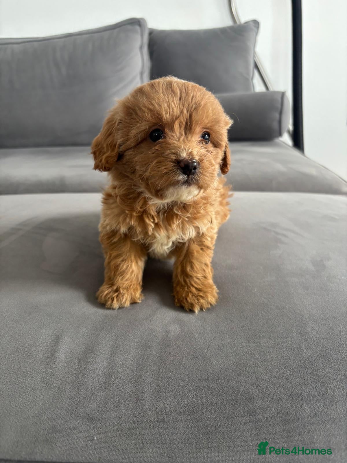 Cockapoo dogs F1 Cockapoos  - Advert 12