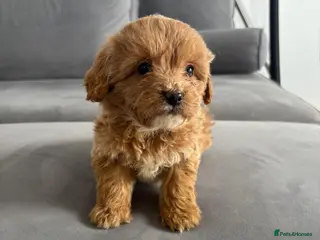 Cockapoo dogs F1 Cockapoos - Advert 12