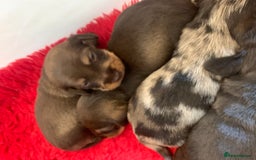 Miniature Dachshund dogs for sale: Wirehaired KC reg mini dachshunds  - Image 4