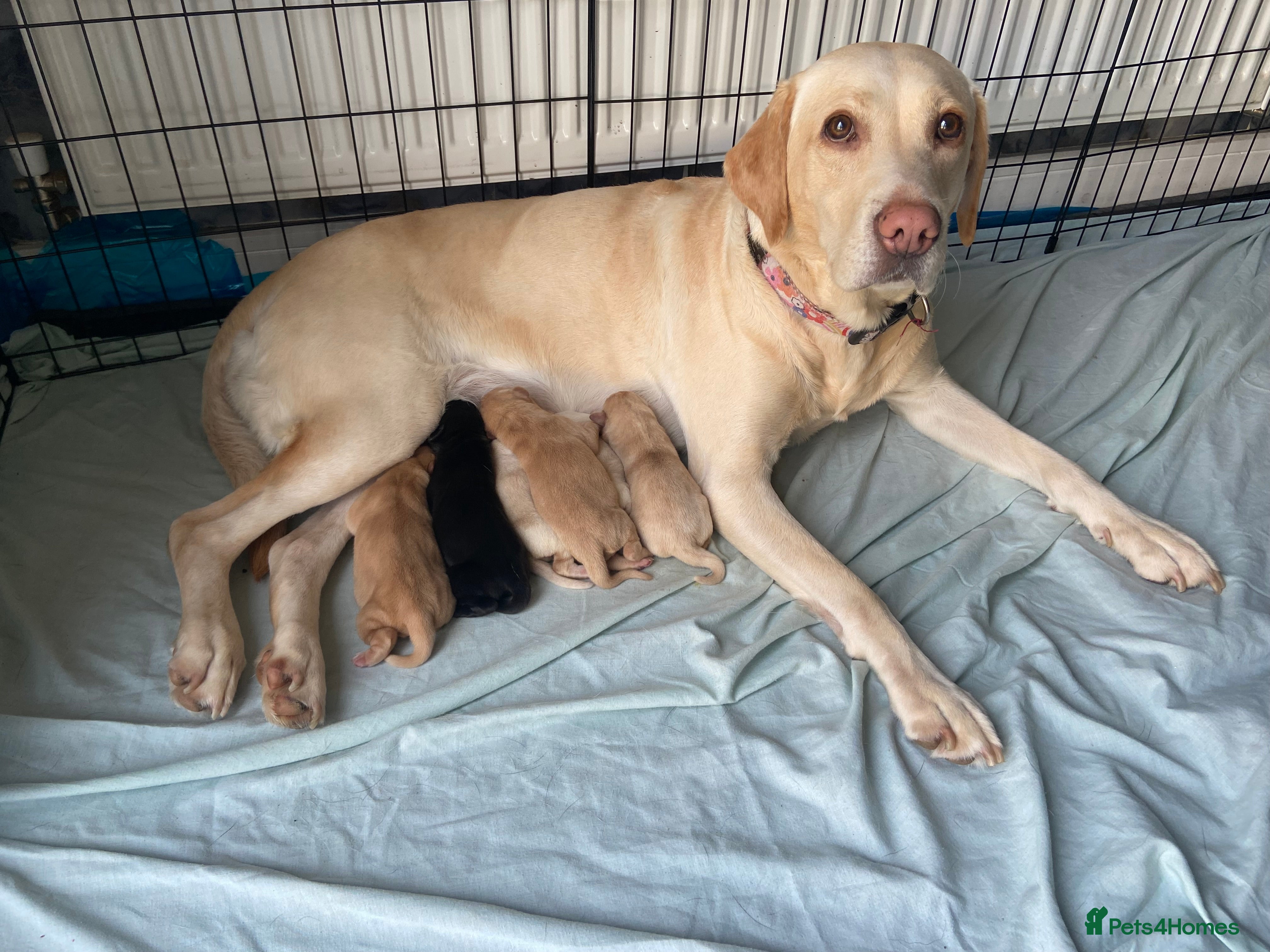 Labrador Retriever dogs KC Chunky Labrador Puppies - Advert 1