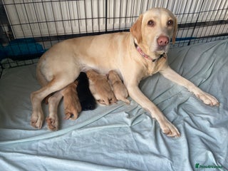 Labrador Retriever dogs KC Chunky Labrador Puppies - Advert 2