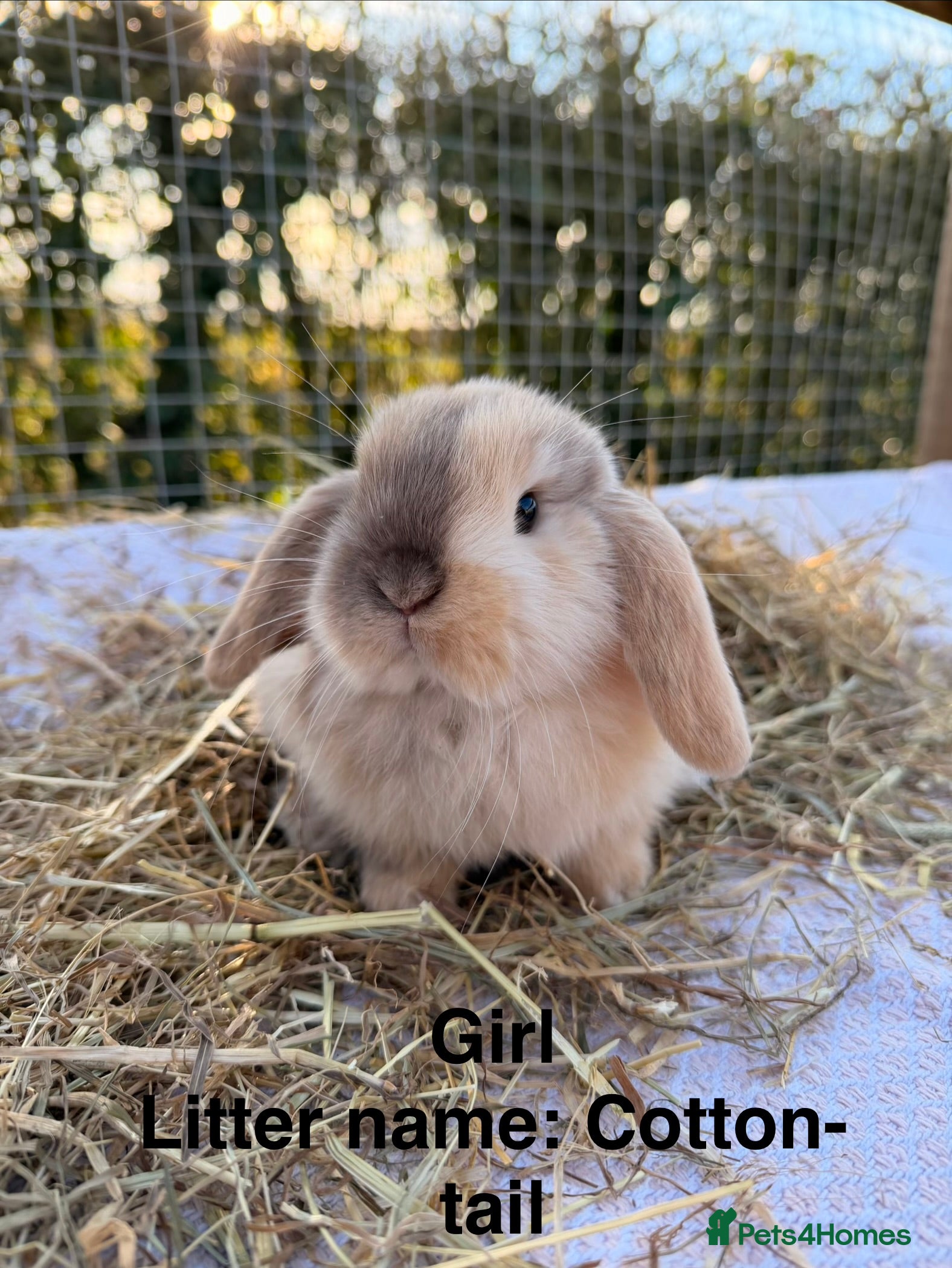Mini Lop rabbits New babies available!! Gorgeous mini Lop babies  - Advert 12