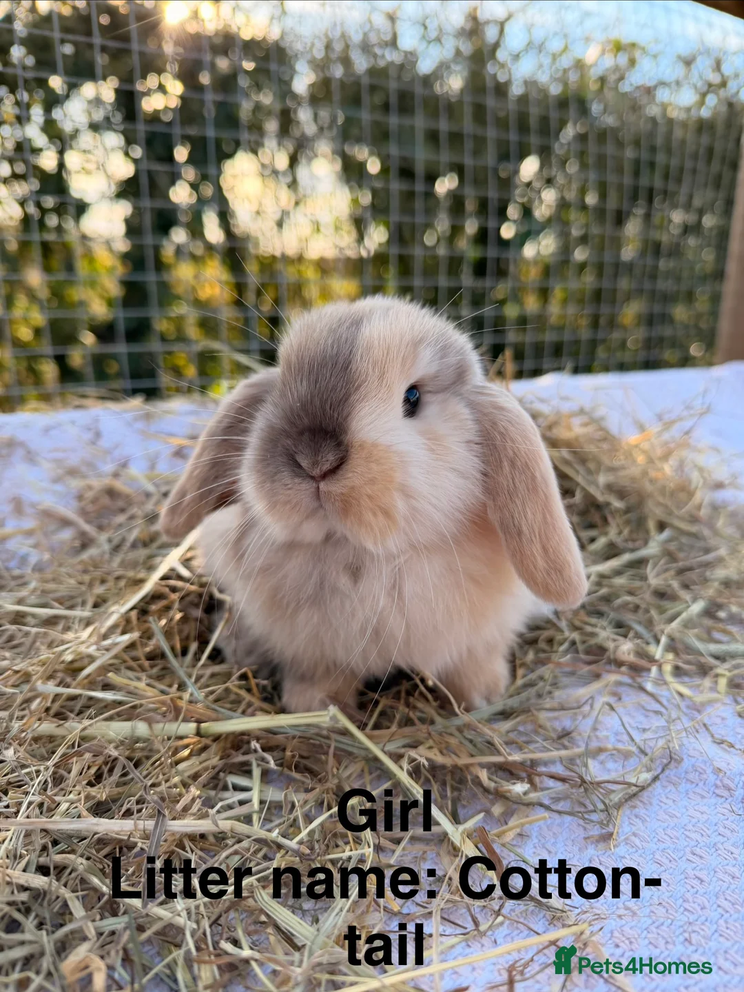 Mini Lop rabbits for sale: Gorgeous mini Lop babies  - Advert 16