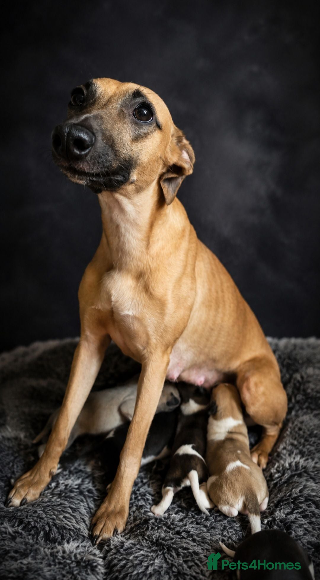 Whippet dogs Kc reg whippet litter - Advert 1