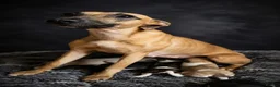 Whippet dogs for sale: Kc reg whippet litter - Advert 1